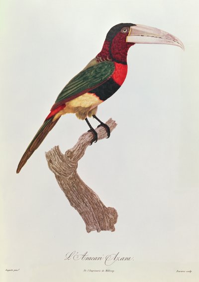 Azara Aracari, Engraved by Barriere by Jacques Barraband